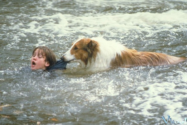Xem Phim Lassie Về Nhà - Lassie - Vkool.Net - Ảnh 2