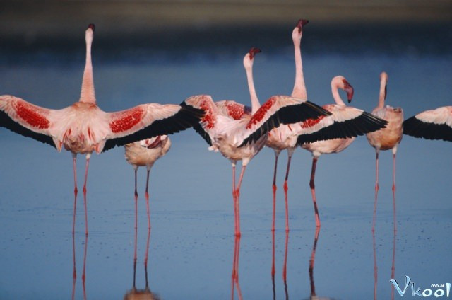 Xem Phim Bí Mật Của Chim Hồng Hạc - The Crimson Wing: Mystery Of The Flamingos - Vkool.Net - Ảnh 2