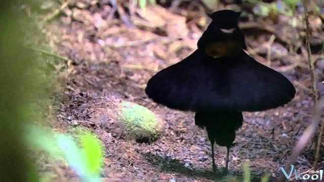 Xem Phim Loài Chim Thiên Đường - Attenborough's Paradise Birds - Vkool.Net - Ảnh 2