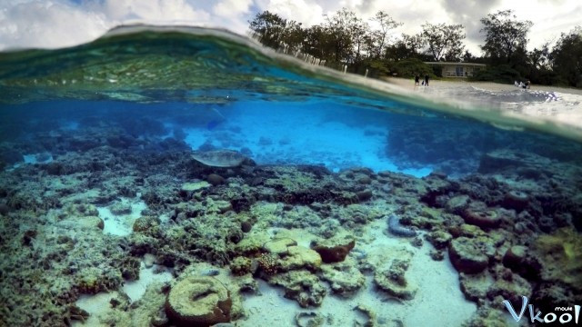 Xem Phim Khám Phá Rạn San Hô Vĩ Đại Với David Attenborough - Bbc: Great Barrier Reef With David Attenborough - Vkool.Net - Ảnh 3