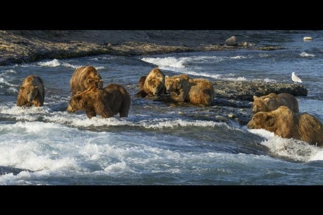 Xem Phim Khám Phá Cuộc Sống Nhà Gấu - Bears - Vkool.Net - Ảnh 2