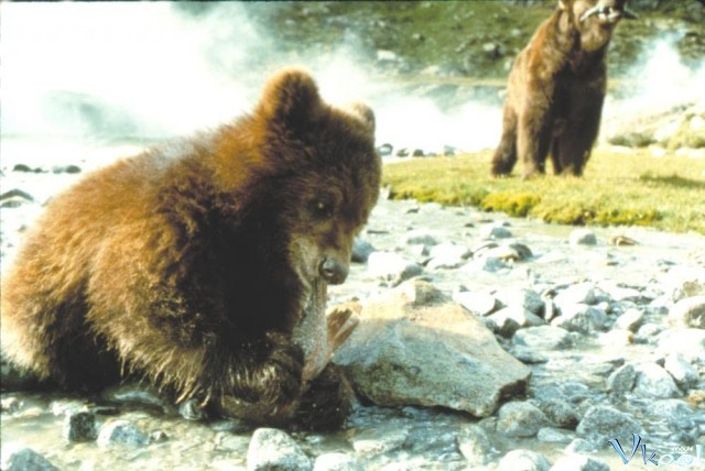Xem Phim Con Gấu - The Bear - Vkool.Net - Ảnh 2