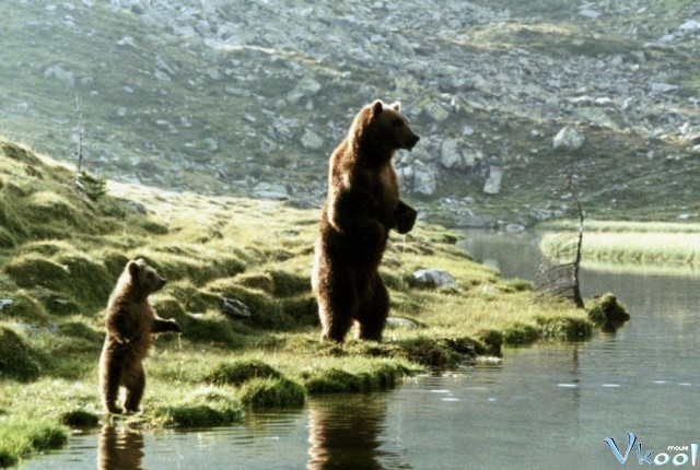 Xem Phim Con Gấu - The Bear - Vkool.Net - Ảnh 3