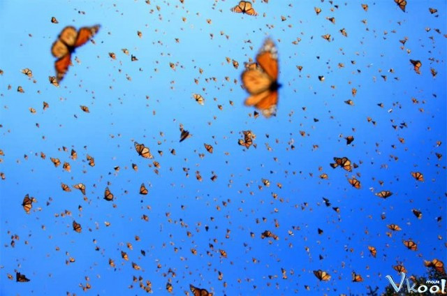 Xem Phim Cuộc Di Cư Của Loài Bướm - Imax - Flight Of The Butterflies - Vkool.Net - Ảnh 2