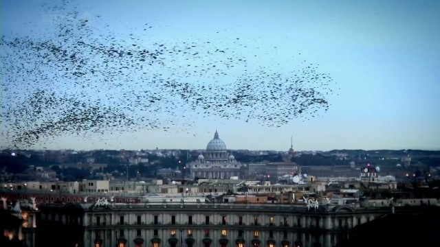 Xem Phim Cuộc Sống Bầy Đàn Trong Tự Nhiên - Bbc Swarm: Nature's Incredible Invasions - Vkool.Net - Ảnh 3