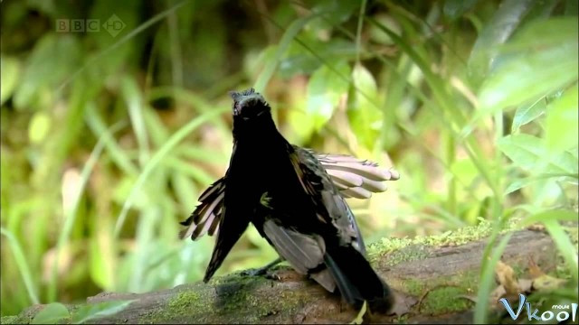 Xem Phim Loài Chim Thiên Đường - Attenborough's Paradise Birds - Vkool.Net - Ảnh 3
